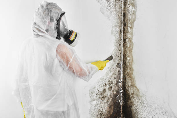 Best Industrial Mold Remediation in Teays Valley, WV
