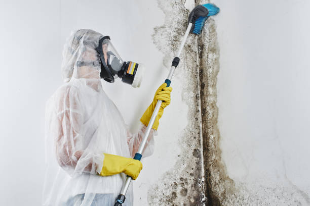Best Mold Remediation for Specific Building Types in Teays Valley, WV