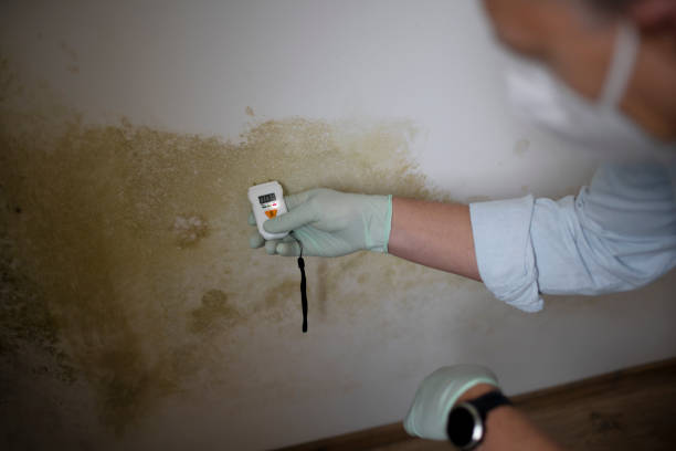 Best Emergency Mold Remediation in Teays Valley, WV