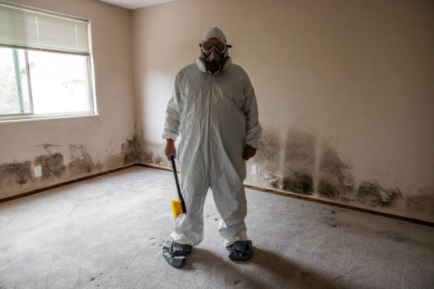 Reliable Teays Valley, WV Mold Remediation Solutions