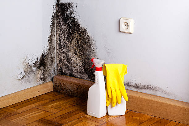 Best Basement Mold Remediation in Teays Valley, WV