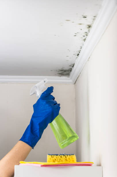 Best Basement Mold Remediation in Teays Valley, WV